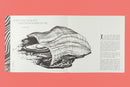 Slow Earth Companion: Rooted Wayfinding in Fragmentary Times