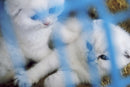 Mika Ninagawa: Eternity in a Moment, Volume 1