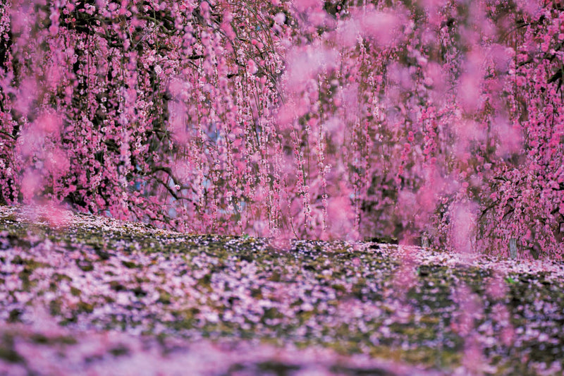 Mika Ninagawa: Eternity in a Moment, Volume 2