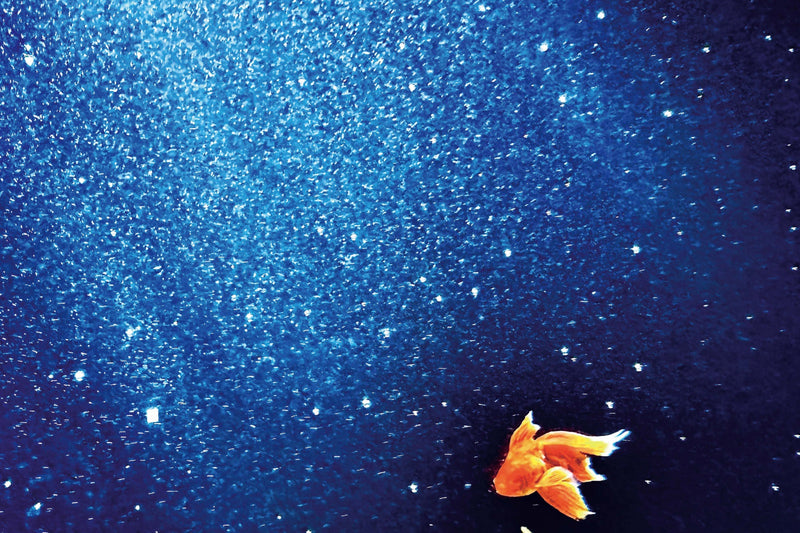 Mika Ninagawa: Eternity in a Moment, Volume 3